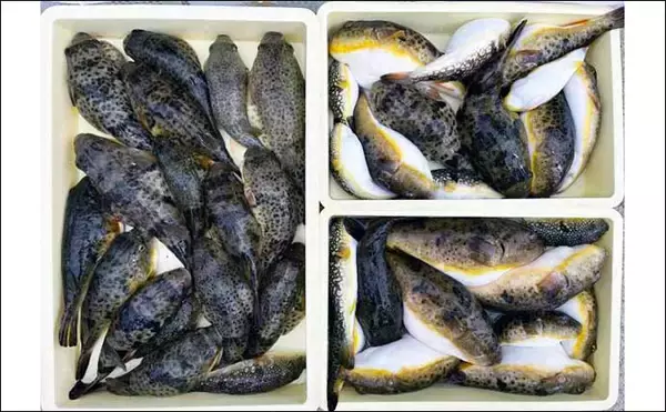 「【愛知】沖釣り最新釣果情報　エギングでコウイカ爆乗りトップ8匹」の画像