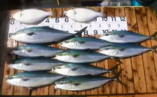 「【愛知】沖釣り最新釣果情報　エギングでコウイカ爆乗りトップ8匹」の画像