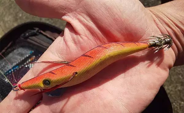 「日本海での短時間エギングで秋アオリイカと対面【福井県】ベイトの群れ狙い撃ち」の画像