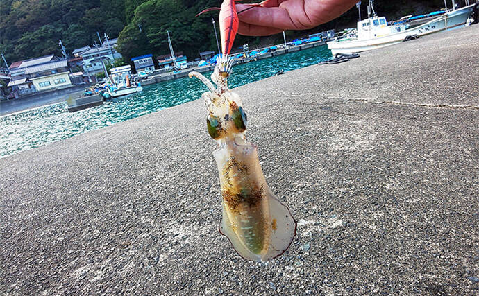 日本海での短時間エギングで秋アオリイカと対面【福井県】ベイトの群れ狙い撃ち