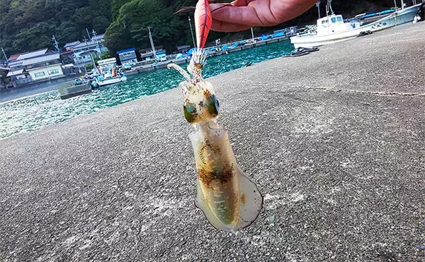 「日本海での短時間エギングで秋アオリイカと対面【福井県】ベイトの群れ狙い撃ち」の画像