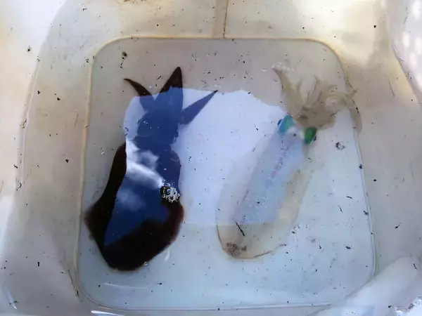 「日本海での短時間エギングで秋アオリイカと対面【福井県】ベイトの群れ狙い撃ち」の画像