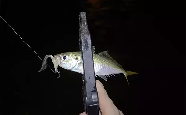 「「2025年もあとわずか」 ルアー釣り愛好家が今年の釣り目標を振り返ってみた」の画像