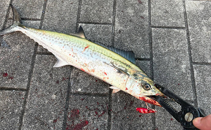 「2025年もあとわずか」 ルアー釣り愛好家が今年の釣り目標を振り返ってみた