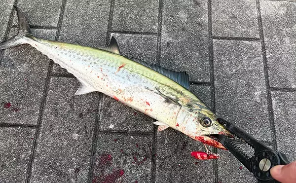 「「2025年もあとわずか」 ルアー釣り愛好家が今年の釣り目標を振り返ってみた」の画像