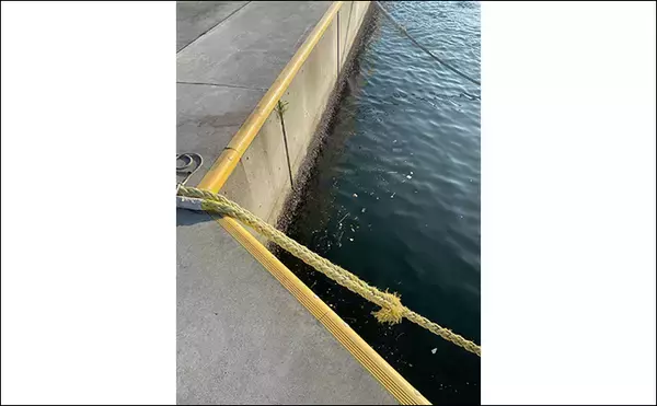 「「アジが釣れる場所はココ！」 アジングで重点的に狙うべきポイント5選」の画像