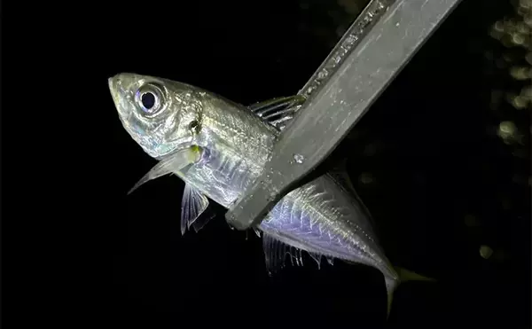 「「アジが釣れる場所はココ！」 アジングで重点的に狙うべきポイント5選」の画像