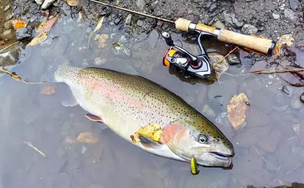 冬こそ楽しいトラウトゲーム！　 管理釣り場でクランクベイトを使いこなそう