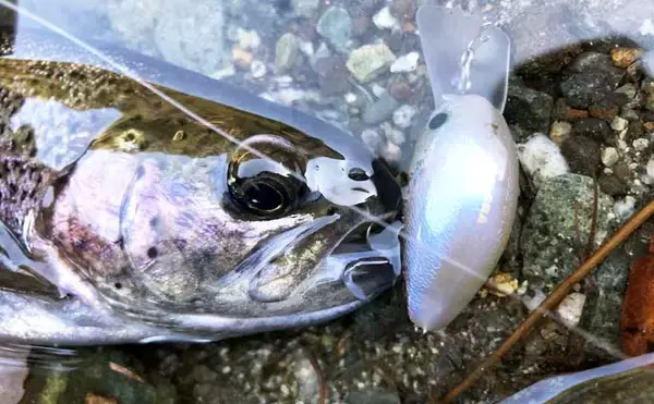 「冬こそ楽しいトラウトゲーム！　 管理釣り場でクランクベイトを使いこなそう」の画像