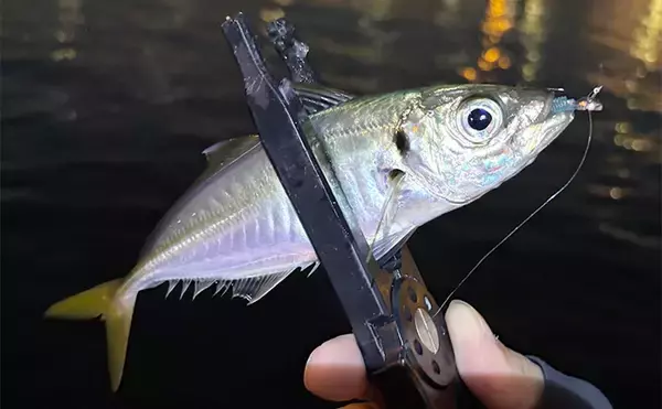 敢えてのイレギュラーアクションがアジに効く？ スレた時間にこそ試してみよう