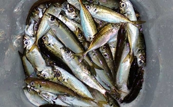 夕マヅメのサビキ釣りでアジ50匹超えとフィーバー！【三重】カタボシイワシも混じる