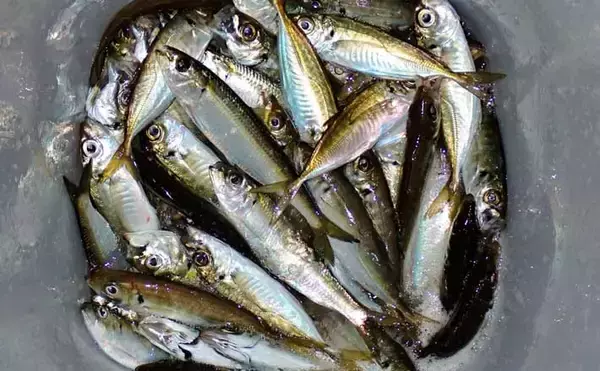 夕マヅメのサビキ釣りでアジ50匹超えとフィーバー！【三重】カタボシイワシも混じる