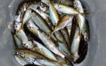 夕マヅメのサビキ釣りでアジ50匹超えとフィーバー！【三重】カタボシイワシも混じる