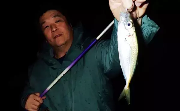「夕マヅメのサビキ釣りでアジ50匹超えとフィーバー！【三重】カタボシイワシも混じる」の画像