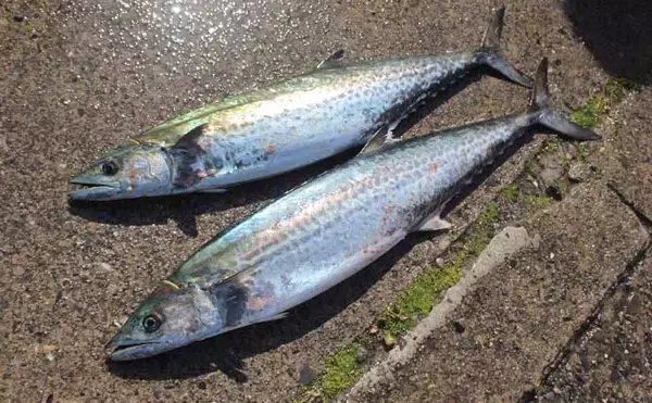 「「釣った魚の重量が軽い人が優勝？」ちょっと変わった釣り大会で良型サワラ続々」の画像