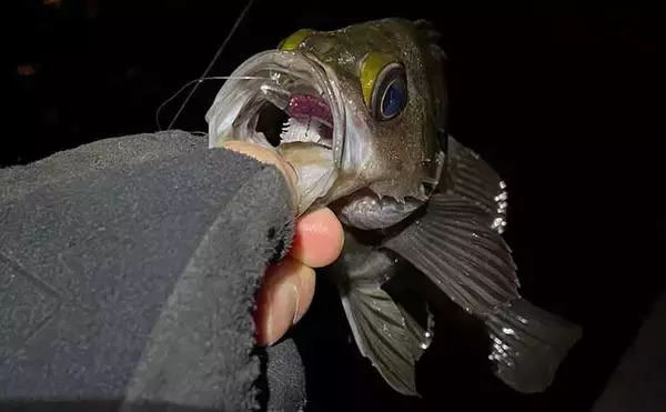 厳寒期のメバリングで1尾のメバルを釣る方法　巻き以外の釣り方3選