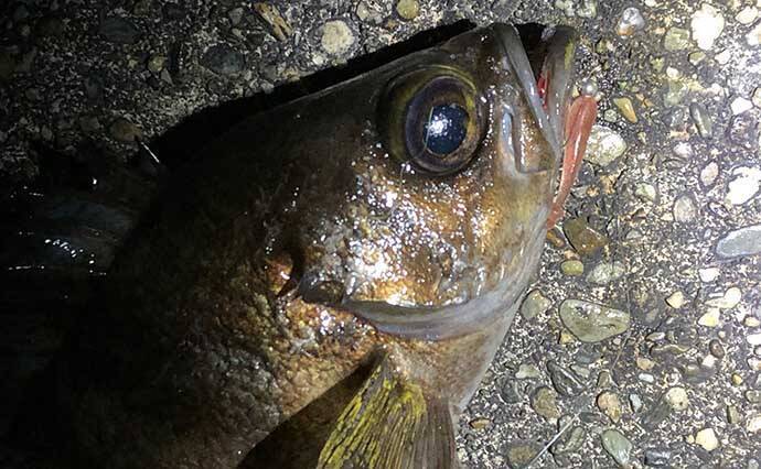 厳寒期のメバリングで1尾のメバルを釣る方法　巻き以外の釣り方3選