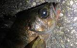 「厳寒期のメバリングで1尾のメバルを釣る方法　巻き以外の釣り方3選」の画像2
