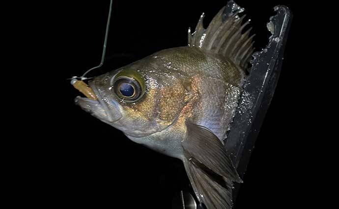 厳寒期のメバリングで1尾のメバルを釣る方法　巻き以外の釣り方3選