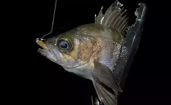 「厳寒期のメバリングで1尾のメバルを釣る方法　巻き以外の釣り方3選」の画像
