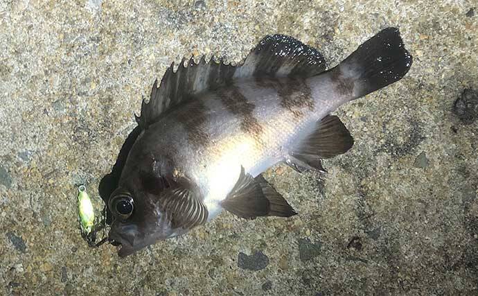 厳寒期のメバリングで1尾のメバルを釣る方法　巻き以外の釣り方3選