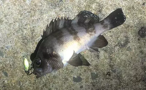 「厳寒期のメバリングで1尾のメバルを釣る方法　巻き以外の釣り方3選」の画像