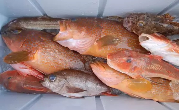 スーパーライトジギング釣行で良型アコウにメバルほか多彩釣果