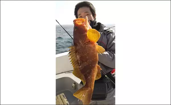 「スーパーライトジギング釣行で良型アコウにメバルほか多彩釣果」の画像