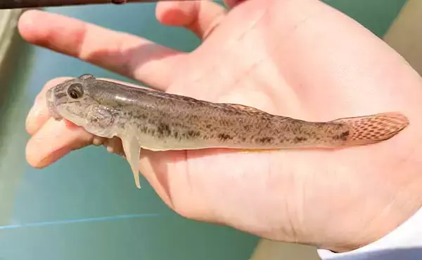 「手軽に楽しむ秋のハゼ釣り【三重・赤須賀漁港】ミャク釣りでハゼ10匹キャッチ」の画像
