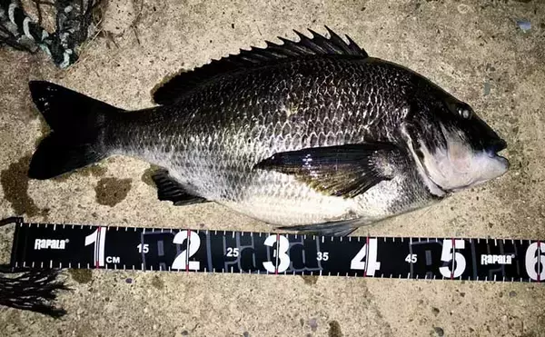 「「魚拓といえば墨！」はもう古い？　デジタル魚拓のメリットとおすすめサービスを紹介」の画像