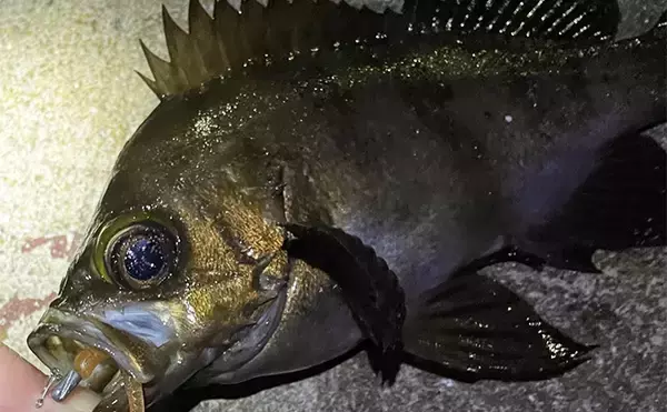 「メバルはどんな場所にいる？」 メバリングで集中的に狙うべき5つのポイント