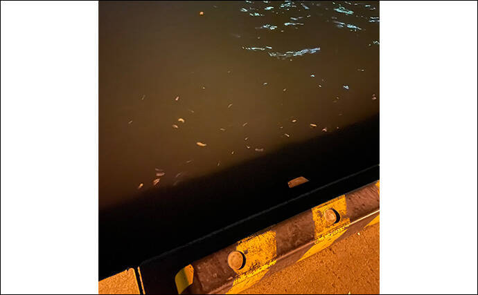 「メバルはどんな場所にいる？」 メバリングで集中的に狙うべき5つのポイント