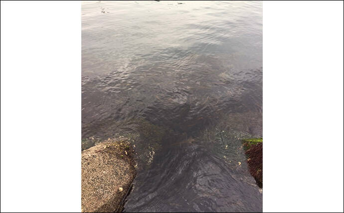 「メバルはどんな場所にいる？」 メバリングで集中的に狙うべき5つのポイント