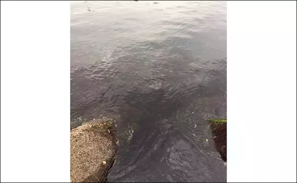 「「メバルはどんな場所にいる？」 メバリングで集中的に狙うべき5つのポイント」の画像