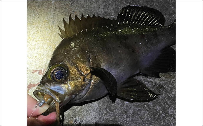 「メバルはどんな場所にいる？」 メバリングで集中的に狙うべき5つのポイント