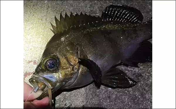 「「メバルはどんな場所にいる？」 メバリングで集中的に狙うべき5つのポイント」の画像