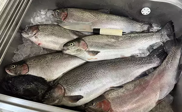 「「筋子を持った大型サーモンが釣れる！」海上釣り堀岬でサーモン6匹をゲット【大阪】」の画像