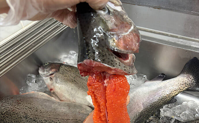 「筋子を持った大型サーモンが釣れる！」海上釣り堀岬でサーモン6匹をゲット【大阪】