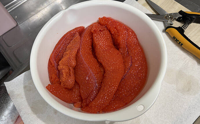 「筋子を持った大型サーモンが釣れる！」海上釣り堀岬でサーモン6匹をゲット【大阪】