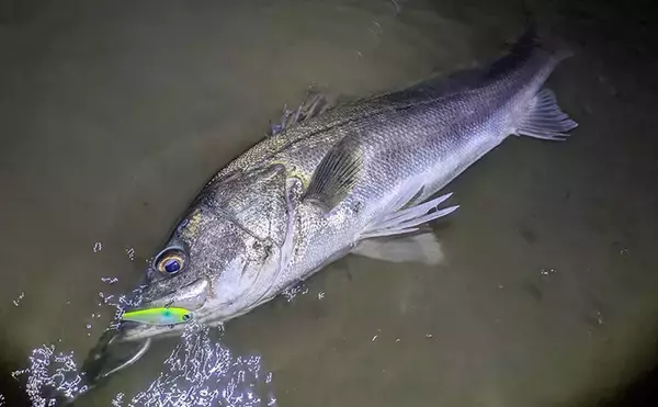 87cm「ランカー」シーバス堂々参上！ 春のハクパターンでヒット