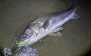 87cm「ランカー」シーバス堂々参上！ 春のハクパターンでヒット