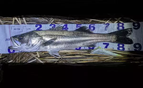 「87cm「ランカー」シーバス堂々参上！ 春のハクパターンでヒット」の画像