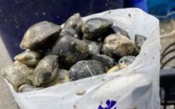 「わずか40分で規定量到達！」愛知県内有数の潮干上がりポイント『竹島海岸』で良型アサリがザクザク