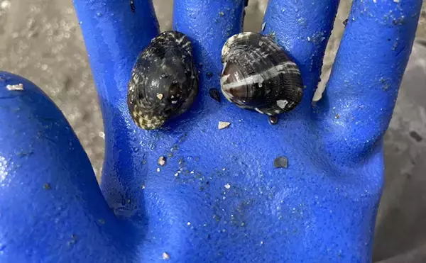 「「わずか40分で規定量到達！」愛知県内有数の潮干上がりポイント『竹島海岸』で良型アサリがザクザク」の画像