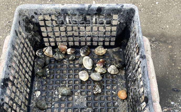 「わずか40分で規定量到達！」愛知県内有数の潮干上がりポイント『竹島海岸』で良型アサリがザクザク