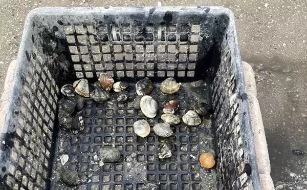 「「わずか40分で規定量到達！」愛知県内有数の潮干上がりポイント『竹島海岸』で良型アサリがザクザク」の画像