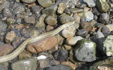 「「22cm級キスを連打！」 いよいよシーズン到来の投げ釣りで早場のキスを狙おう」の画像2