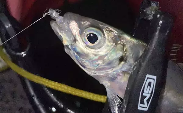 「漁港＆地磯のアジング釣行で23cm頭に本命好捕　流れ効くエリアが狙い目」の画像