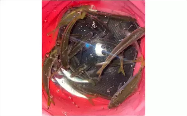 「漁港＆地磯のアジング釣行で23cm頭に本命好捕　流れ効くエリアが狙い目」の画像