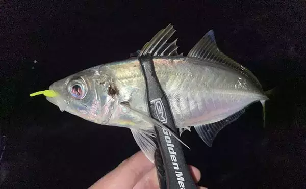 「漁港＆地磯のアジング釣行で23cm頭に本命好捕　流れ効くエリアが狙い目」の画像